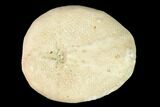 Fossil Sea Urchin (Eupatagus) - Florida #155919-1